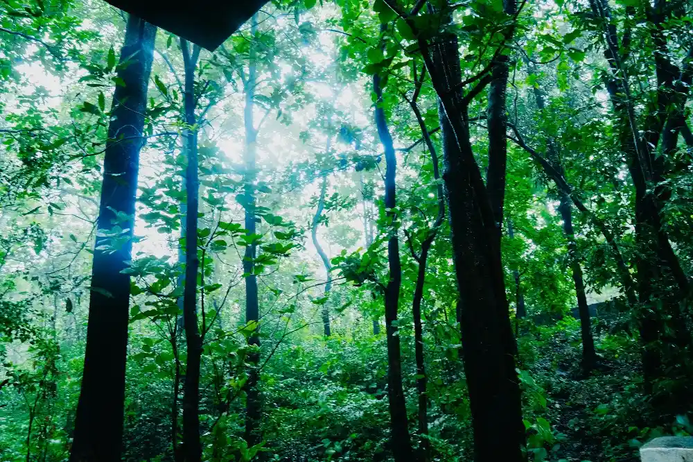 forest